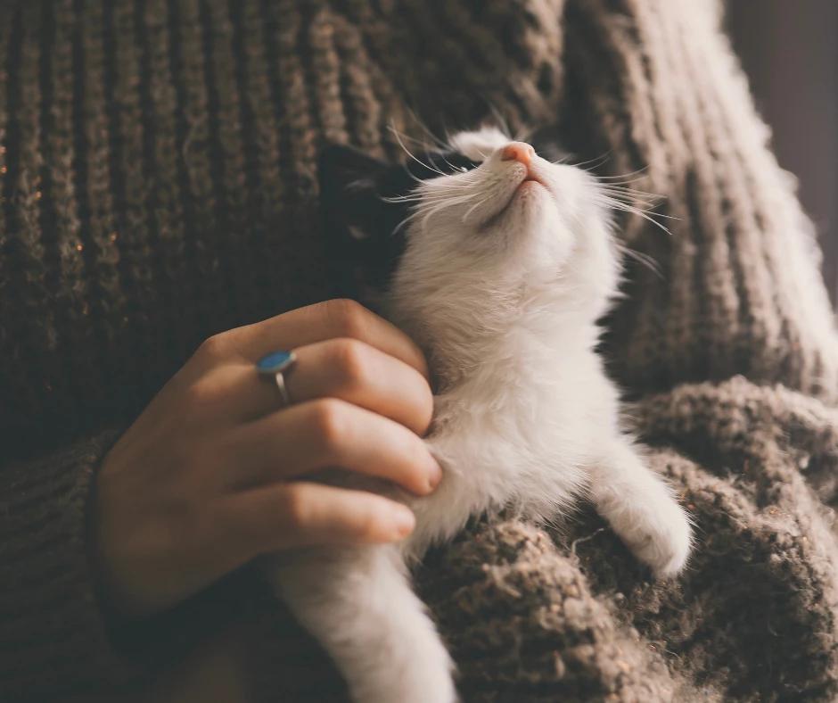 110 lucruri uimitoare despre pisica ta + coduri de reducere la mancare si accesorii pentru animale de companie de la PetMart.ro