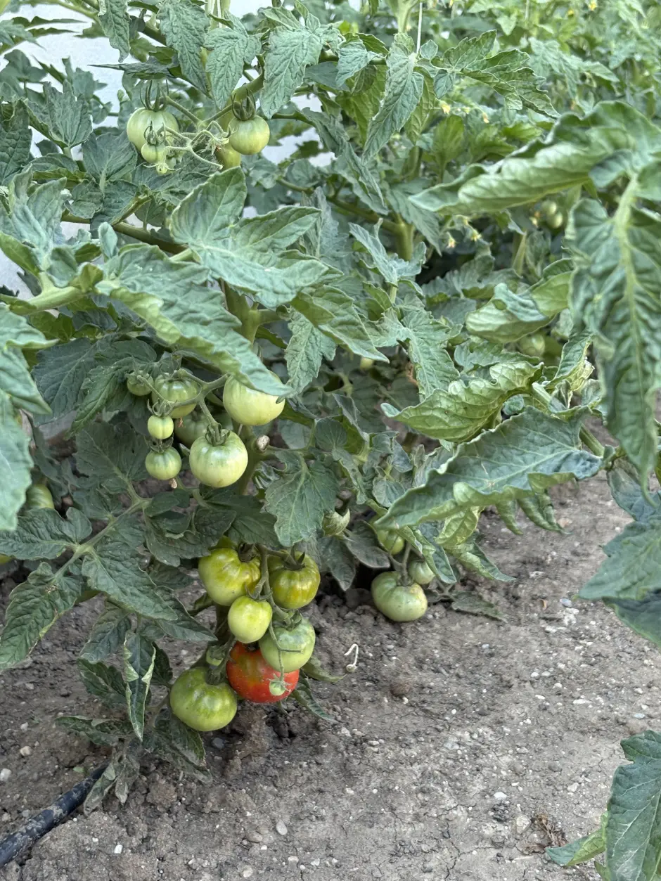 Agroland și cashclub